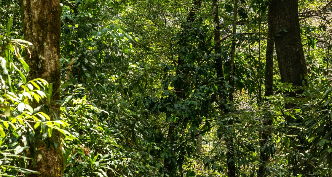 Person in forest Kenya